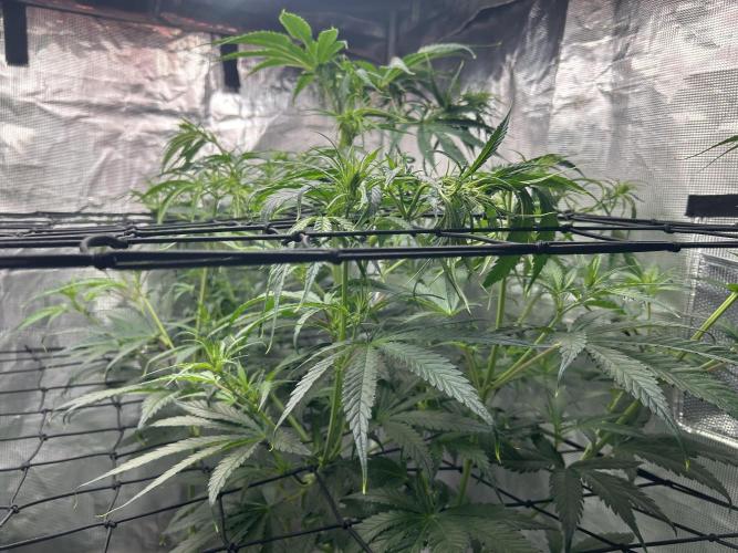 Golden Tiger (DWC). Week 7