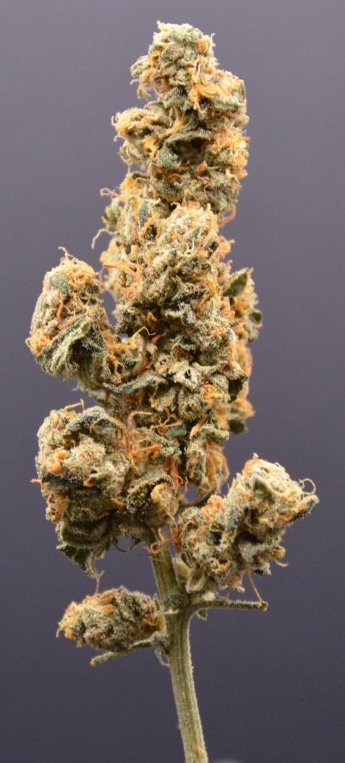 Blue dream. Week 17
