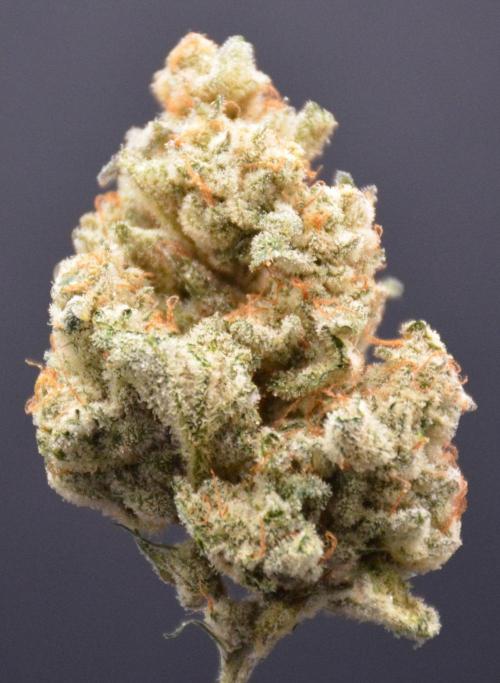 Godfather Bomb (DWC). Week 14