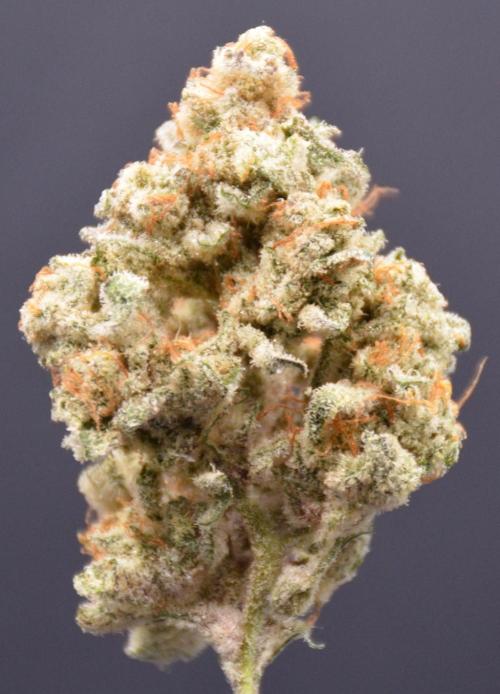 Godfather Bomb (DWC). Week 14