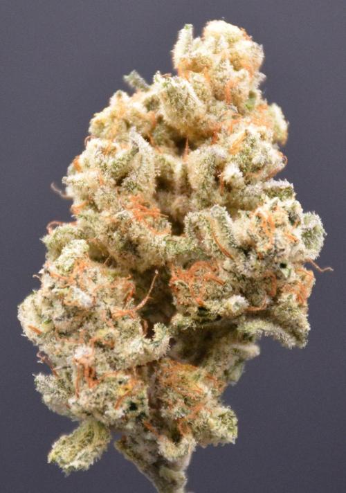 Godfather Bomb (DWC). Week 14