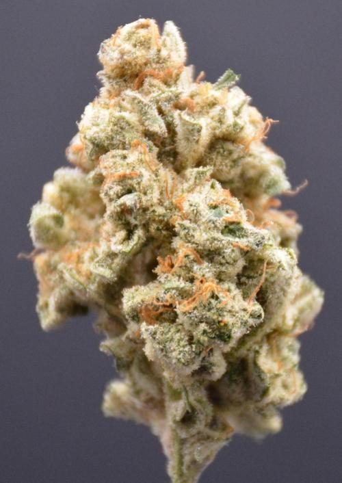 Godfather Bomb. Week 14