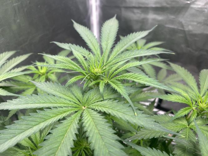 Maui Waui (DWC) 2. Week 6