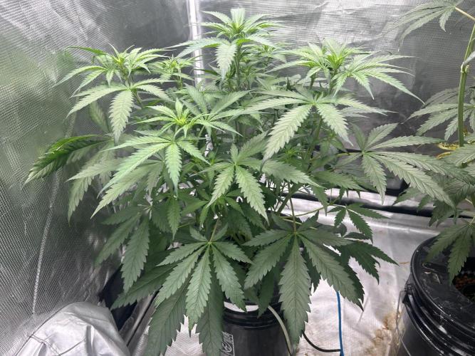 Maui Waui (DWC) 2. Week 6
