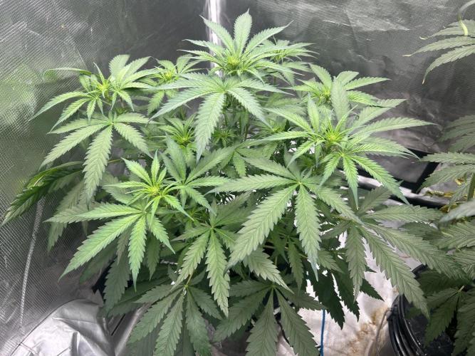 Maui Waui. Week 6