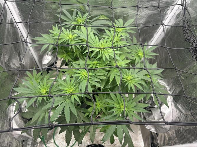White Rhino (DWC). Week 7