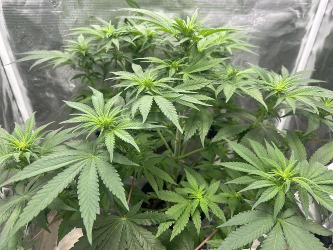 White Rhino (DWC). Week 7