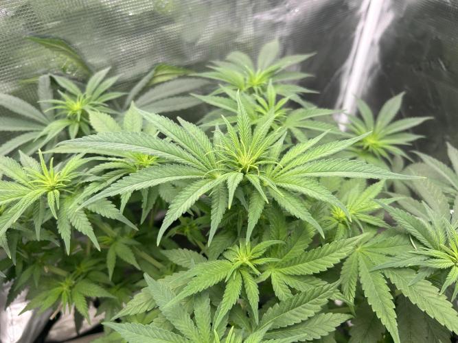 White Rhino (DWC). Week 7