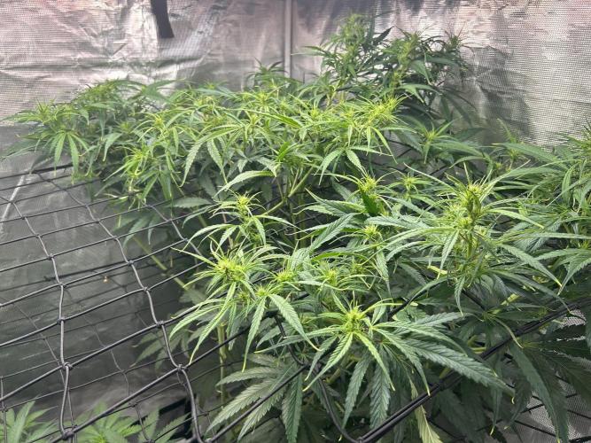 Golden Tiger (DWC). Week 8