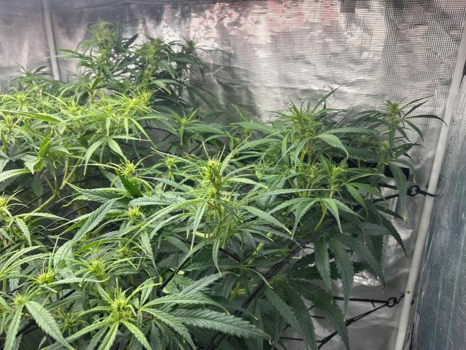 Golden Tiger (DWC). Week 8