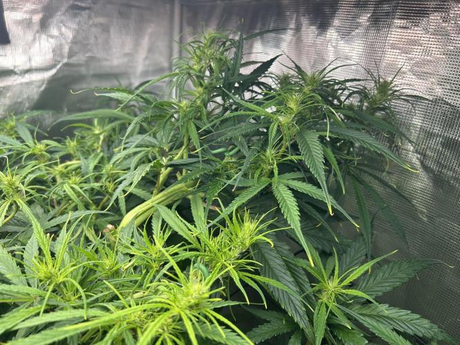 Golden Tiger (DWC). Week 8