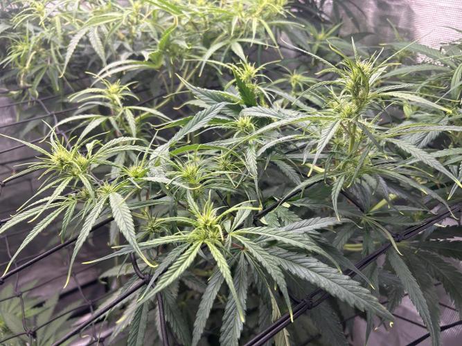 Golden Tiger. Week 8