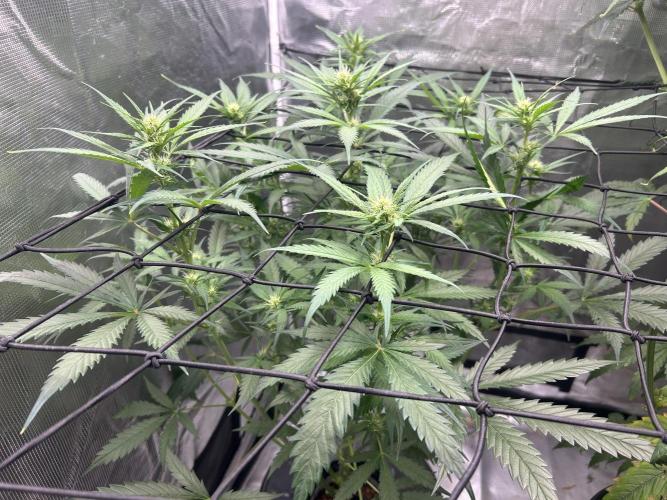 Maui Waui (DWC) 2. Week 7