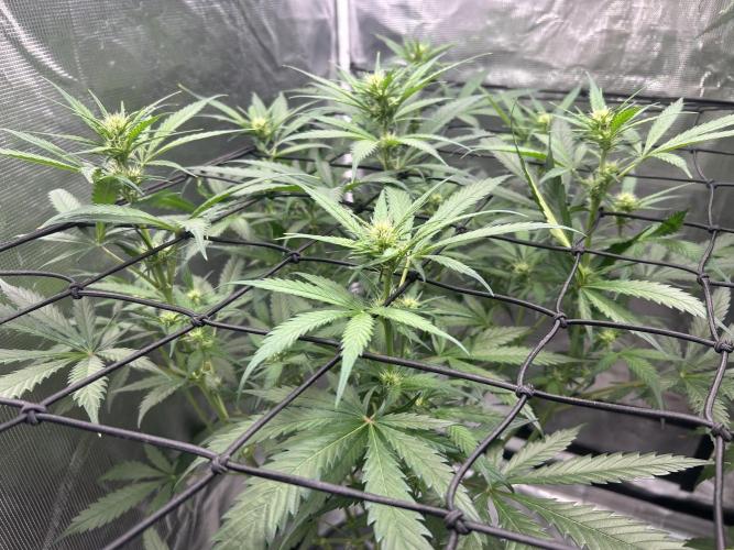 Maui Waui (DWC) 2. Week 7