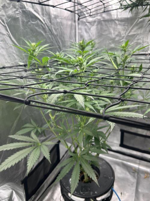 Maui Waui (DWC) 2. Week 7