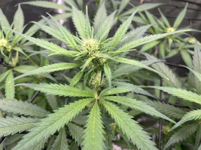 Maui Waui. Week 7