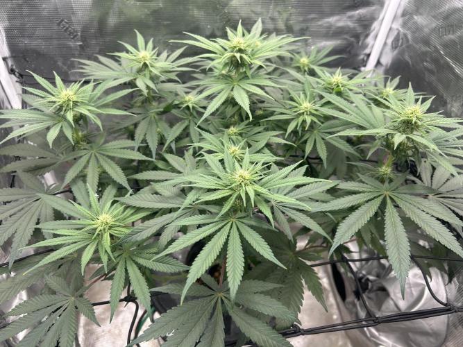White Rhino (DWC). Week 8