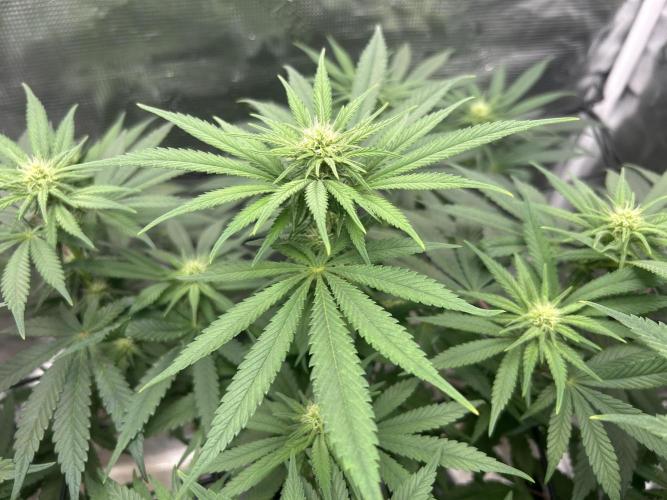 White Rhino (DWC). Week 8
