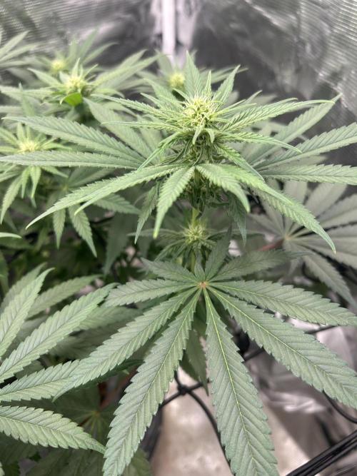 White Rhino. Week 8
