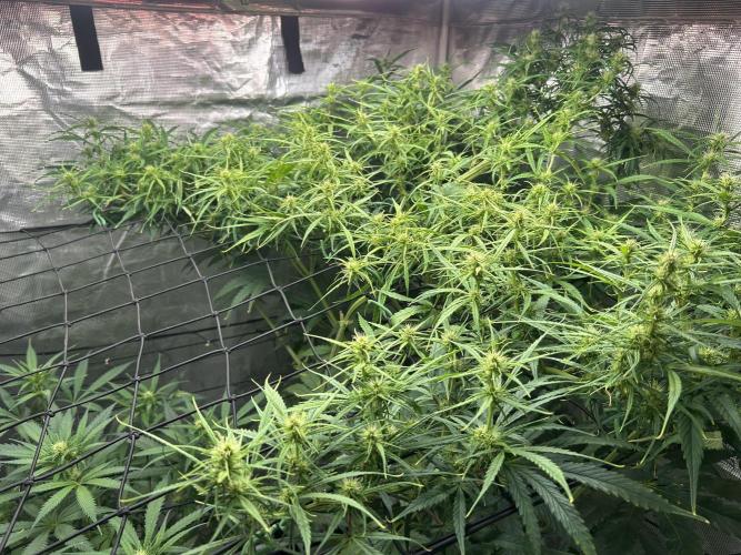 Golden Tiger (DWC). Week 9