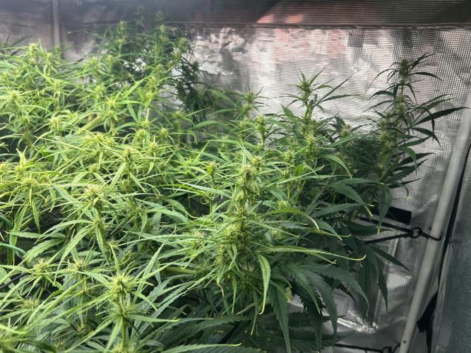 Golden Tiger (DWC). Week 9