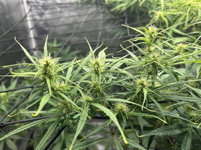 Golden Tiger (DWC). Week 9
