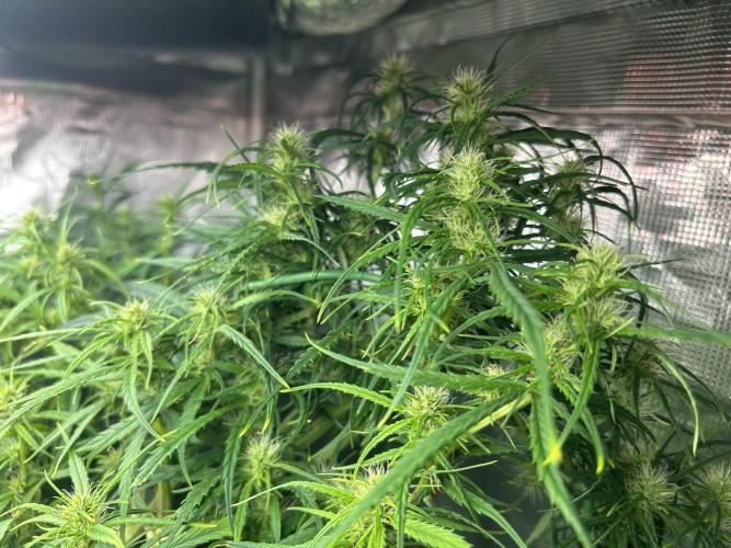 Golden Tiger. Week 9