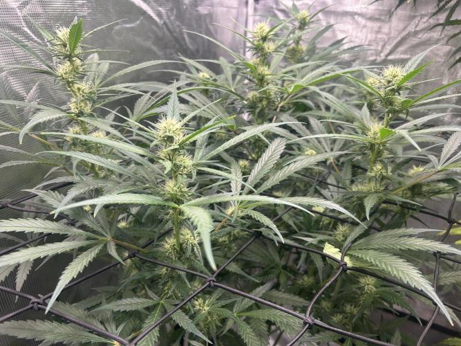 Maui Waui (DWC) 2. Week 8