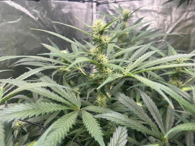 Maui Waui (DWC) 2. Week 8