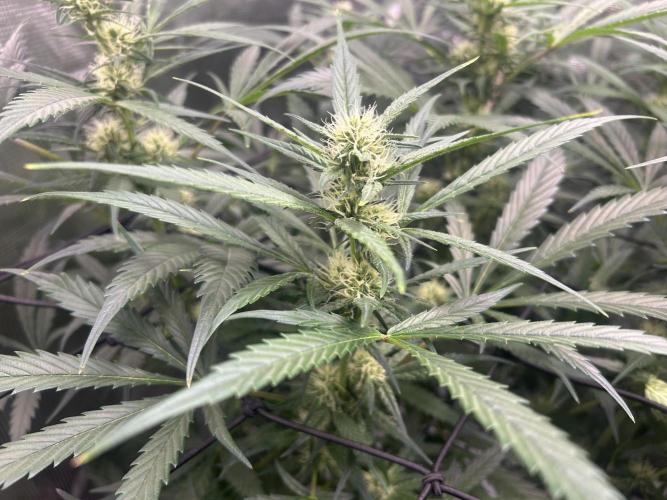 Maui Waui (DWC) 2. Week 8