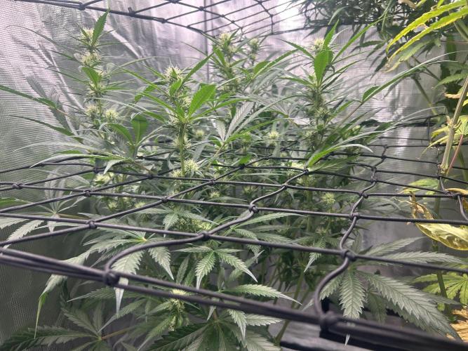 Maui Waui. Week 8
