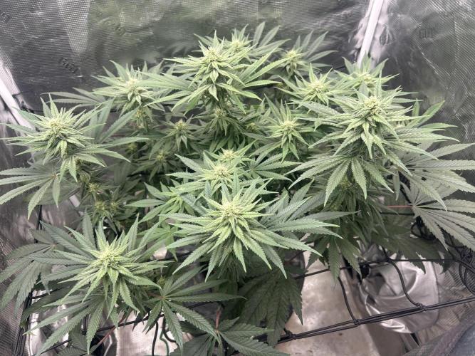 White Rhino (DWC). Week 9