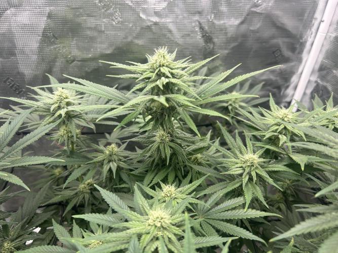 White Rhino (DWC). Week 9