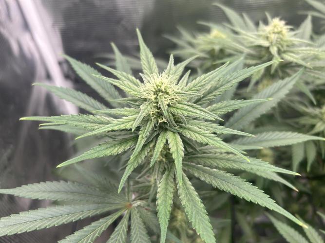 White Rhino. Week 9