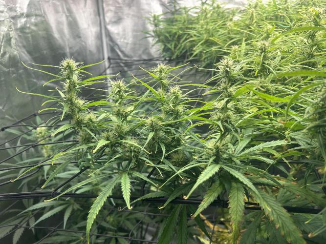 Golden Tiger (DWC). Week 10