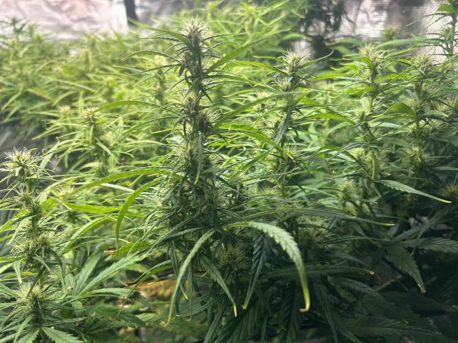 Golden Tiger (DWC). Week 10