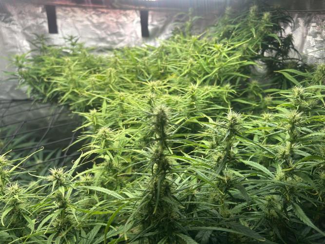 Golden Tiger (DWC). Week 10