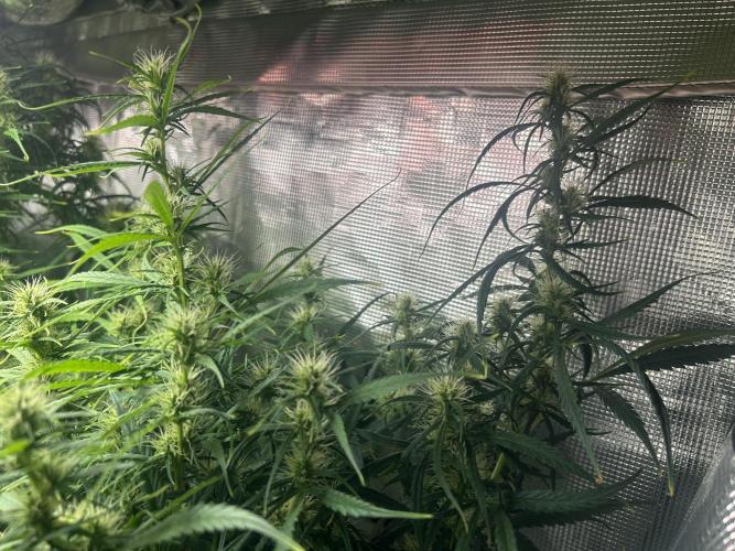 Golden Tiger. Week 10