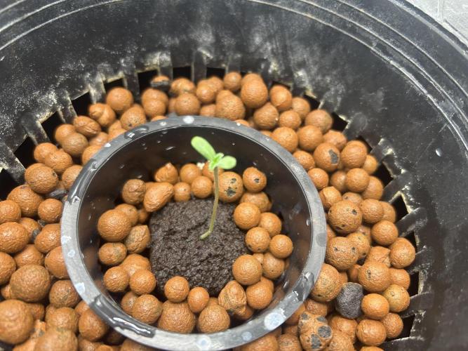 Afghan Kush (DWC). Week 1