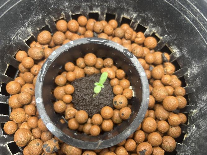 Afghan Kush. Week 1
