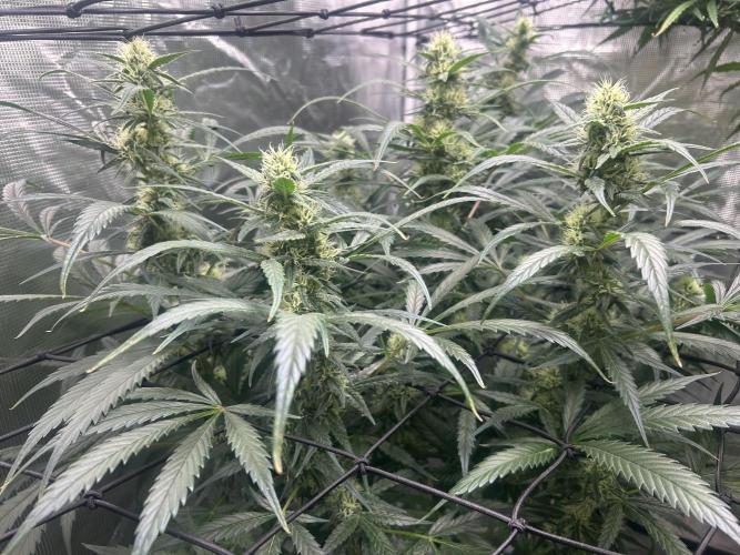 Maui Waui (DWC) 2. Week 9