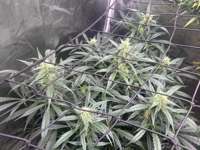 Maui Waui (DWC) 2. Week 9