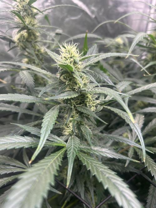 Maui Waui (DWC) 2. Week 9