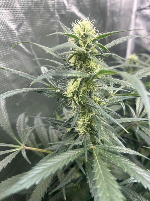 Maui Waui (DWC) 2. Week 9
