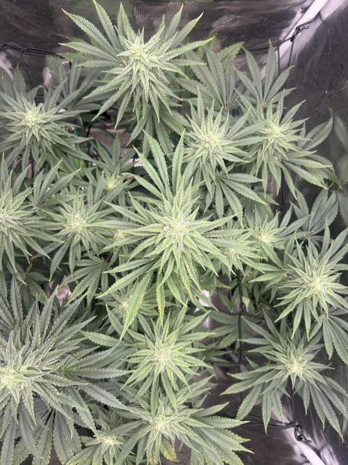 White Rhino (DWC). Week 10