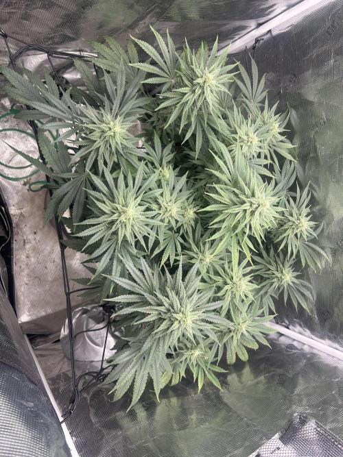 White Rhino (DWC). Week 10