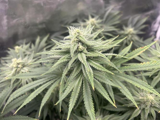 White Rhino (DWC). Week 10