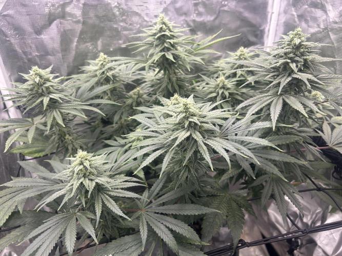 White Rhino (DWC). Week 10