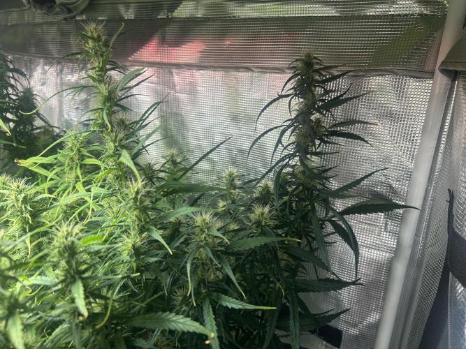 Golden Tiger (DWC). Week 11