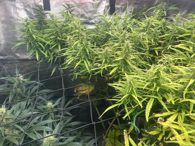 Golden Tiger (DWC). Week 11
